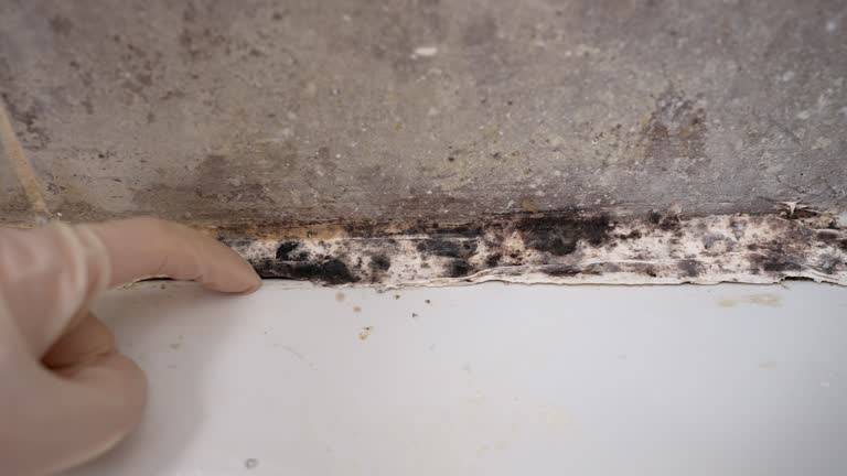 Best Forensic Mold Investigation  in Collinsville, AL